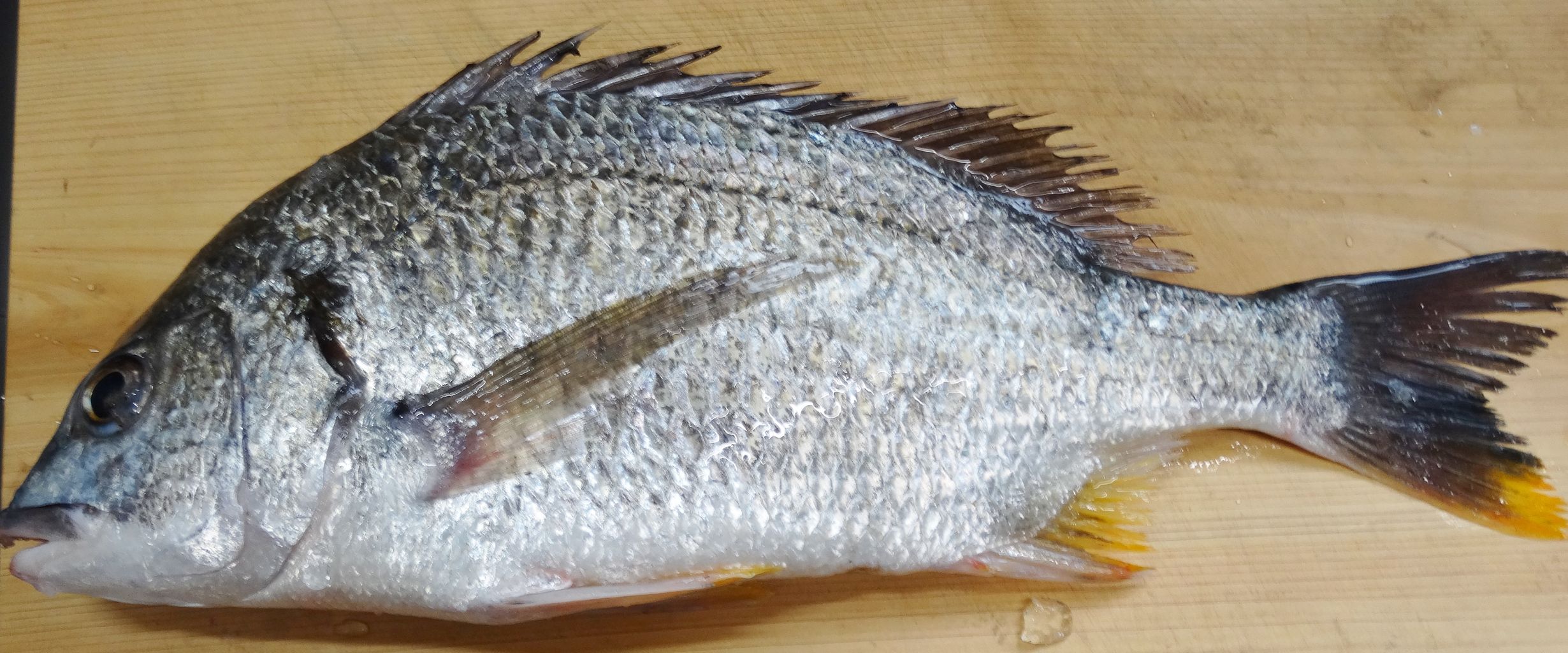 キチヌ料理 土佐料理 旬の鰹がゆく キチヌ料理 土佐料理 旬の鰹がゆく