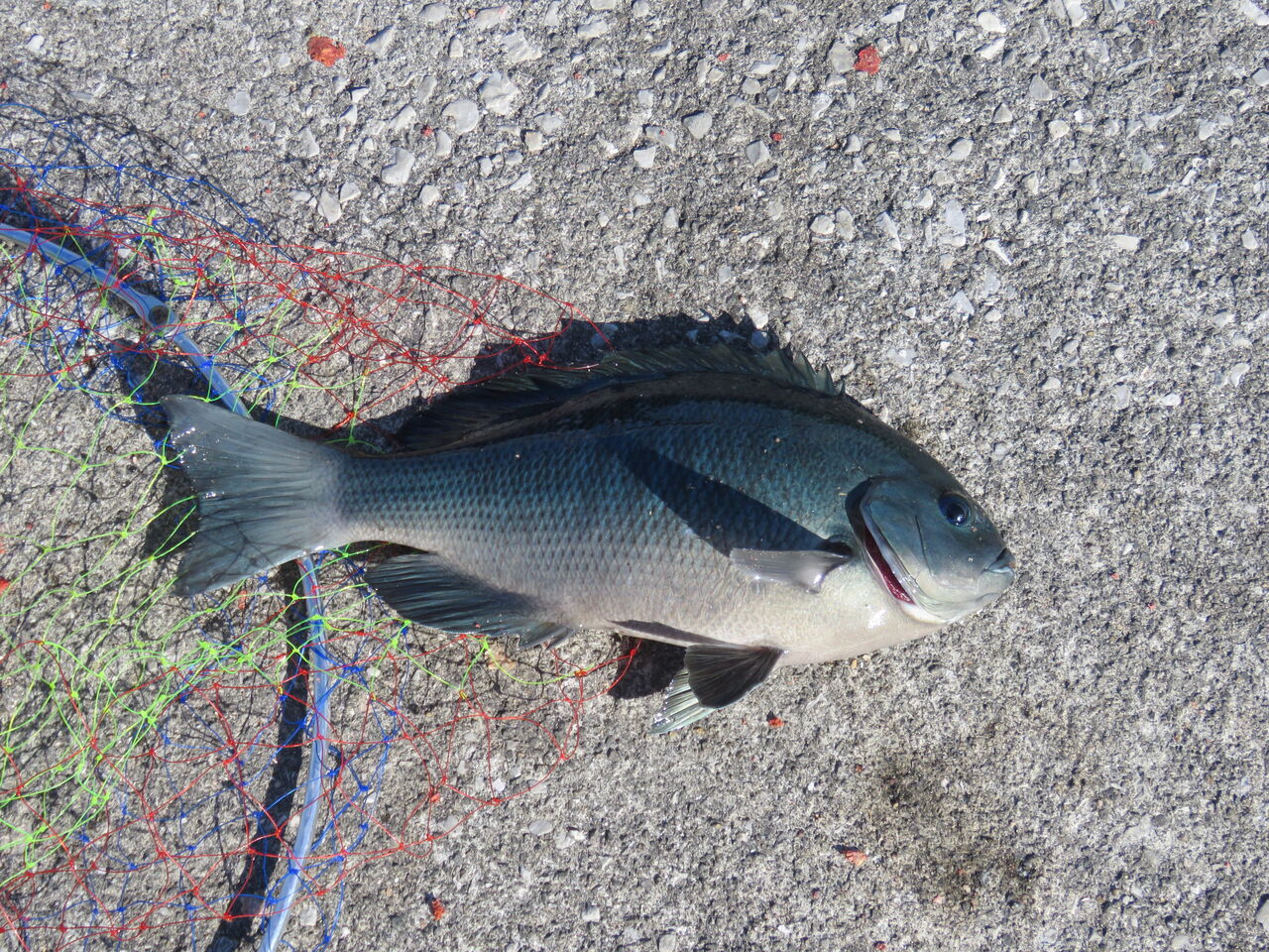 加領郷のグレ メジナ 釣りと料理 土佐料理 旬の鰹がゆく 加領郷のグレ メジナ 釣りと料理 土佐料理 旬の鰹がゆく