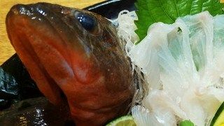 アカハタ刺身 土佐料理 旬の鰹がゆく