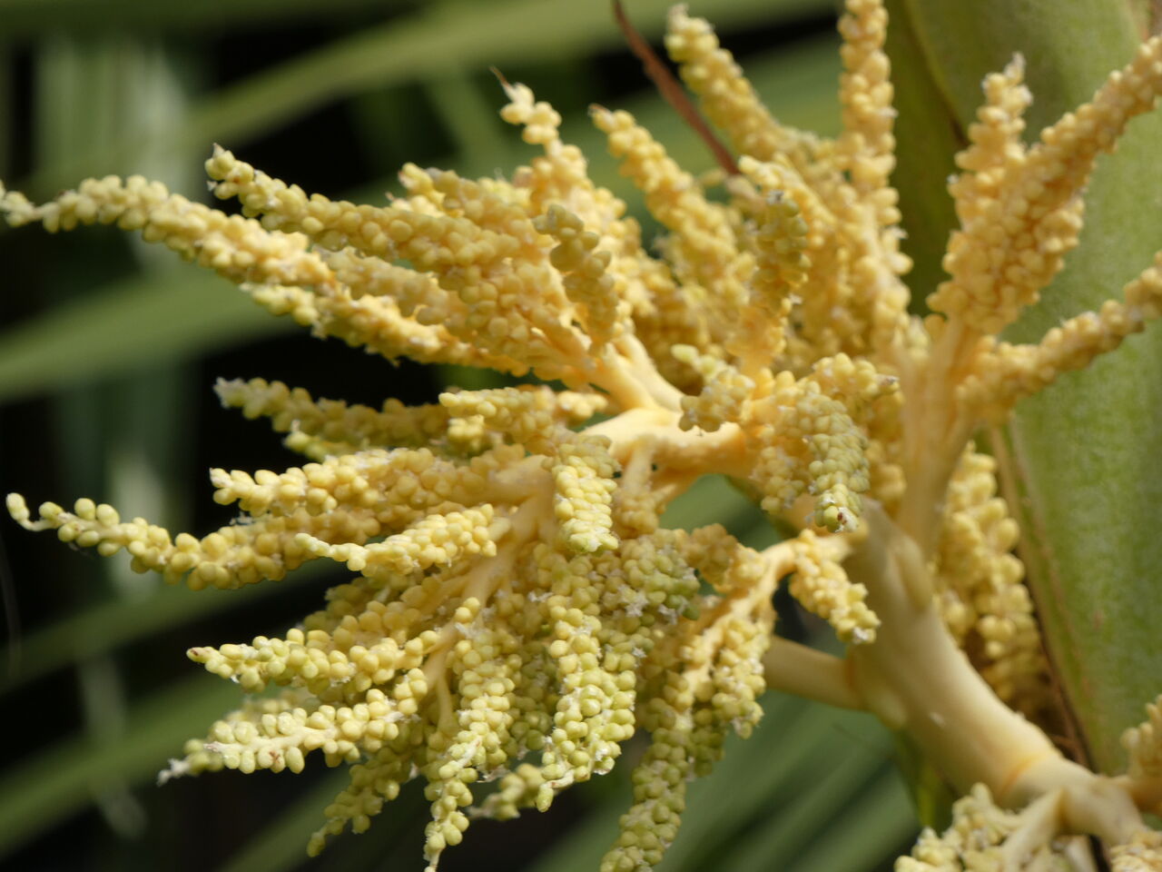 龍河洞周辺５月の臭花木 土佐料理 旬の鰹がゆく