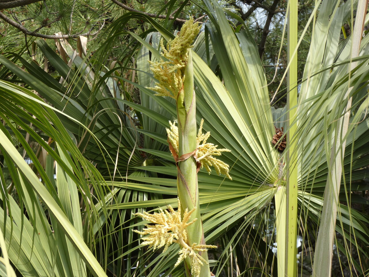 龍河洞周辺５月の臭花木 土佐料理 旬の鰹がゆく