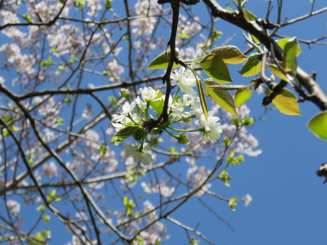 里山に咲く花樹で感じる季節感 土佐料理 旬の鰹がゆく