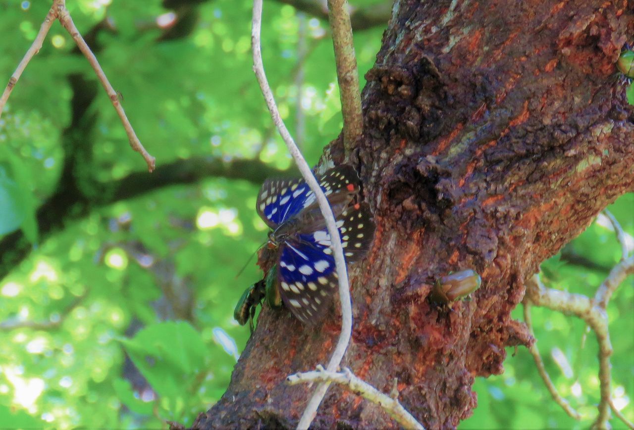 高知のチョウ 土佐料理 旬の鰹がゆく 高知のチョウ 土佐料理 旬の鰹がゆく
