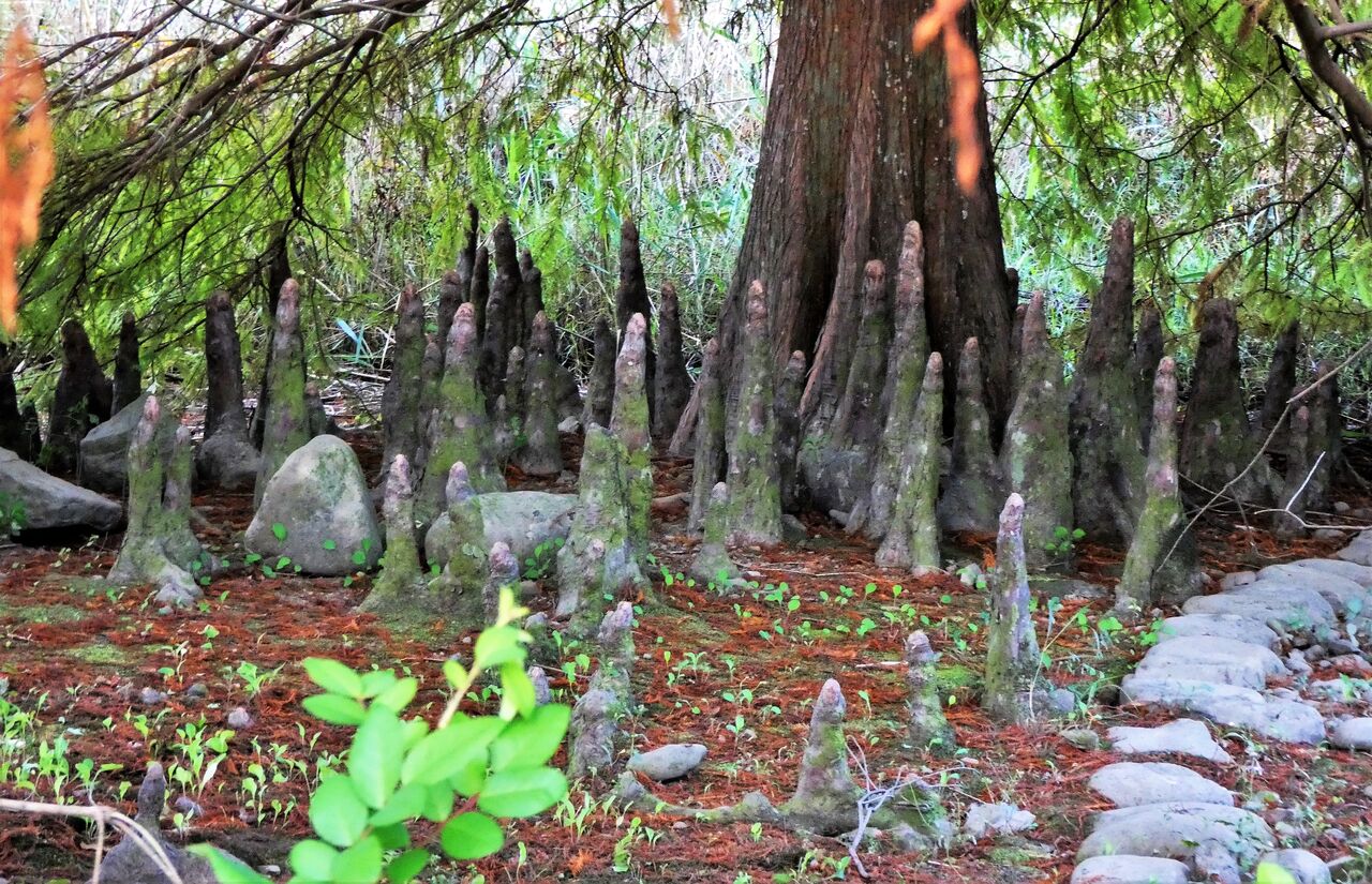 針の筵 土佐料理 旬の鰹がゆく