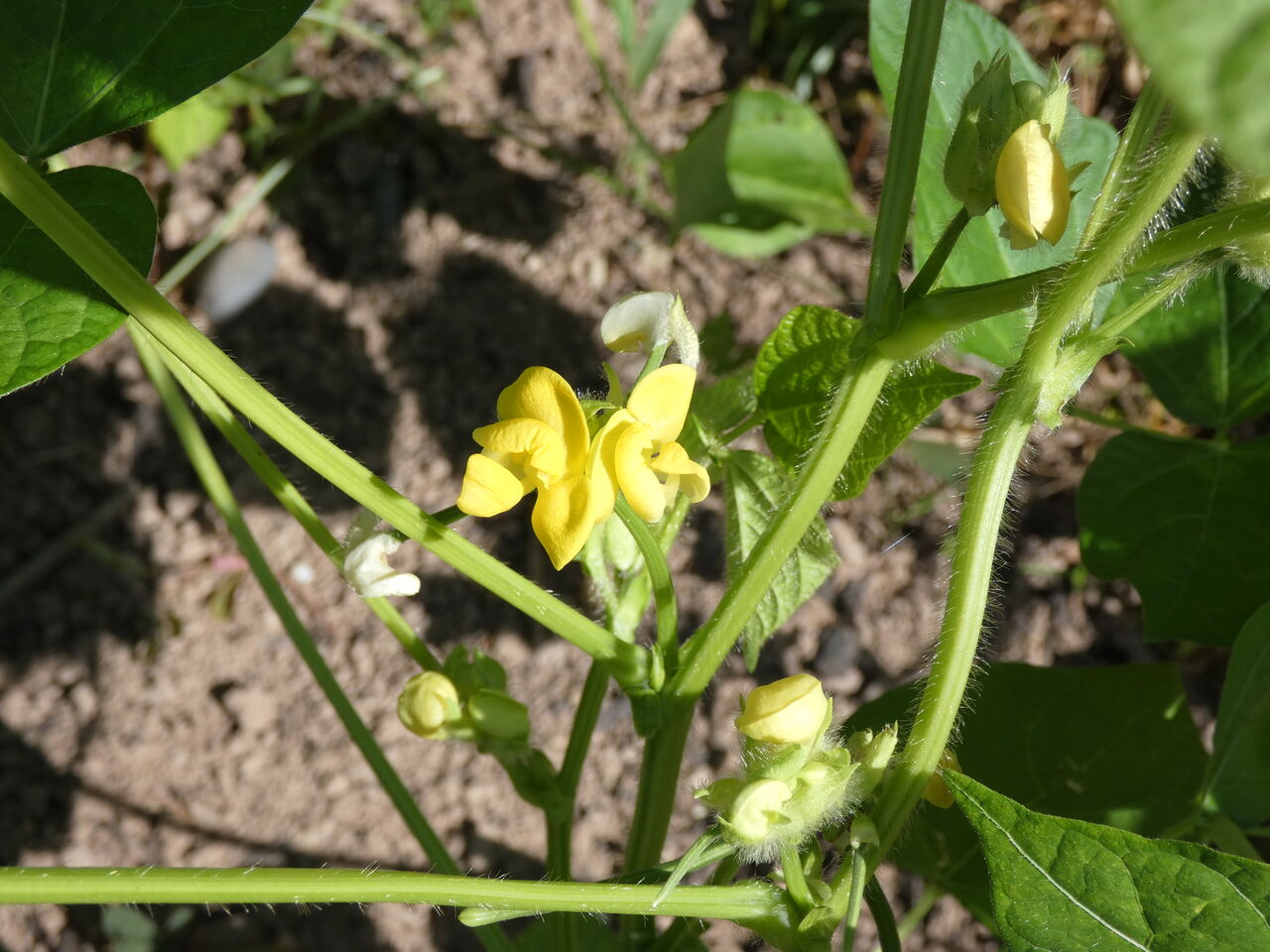 高知の里山に見る自然の役回り 土佐料理 旬の鰹がゆく