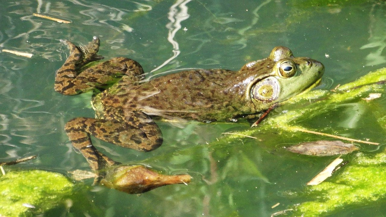 繁殖期 土佐料理 旬の鰹がゆく