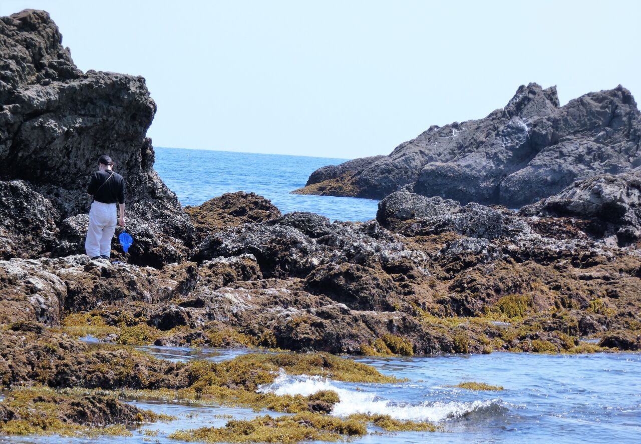５月大潮の潮溜まり 土佐料理 旬の鰹がゆく