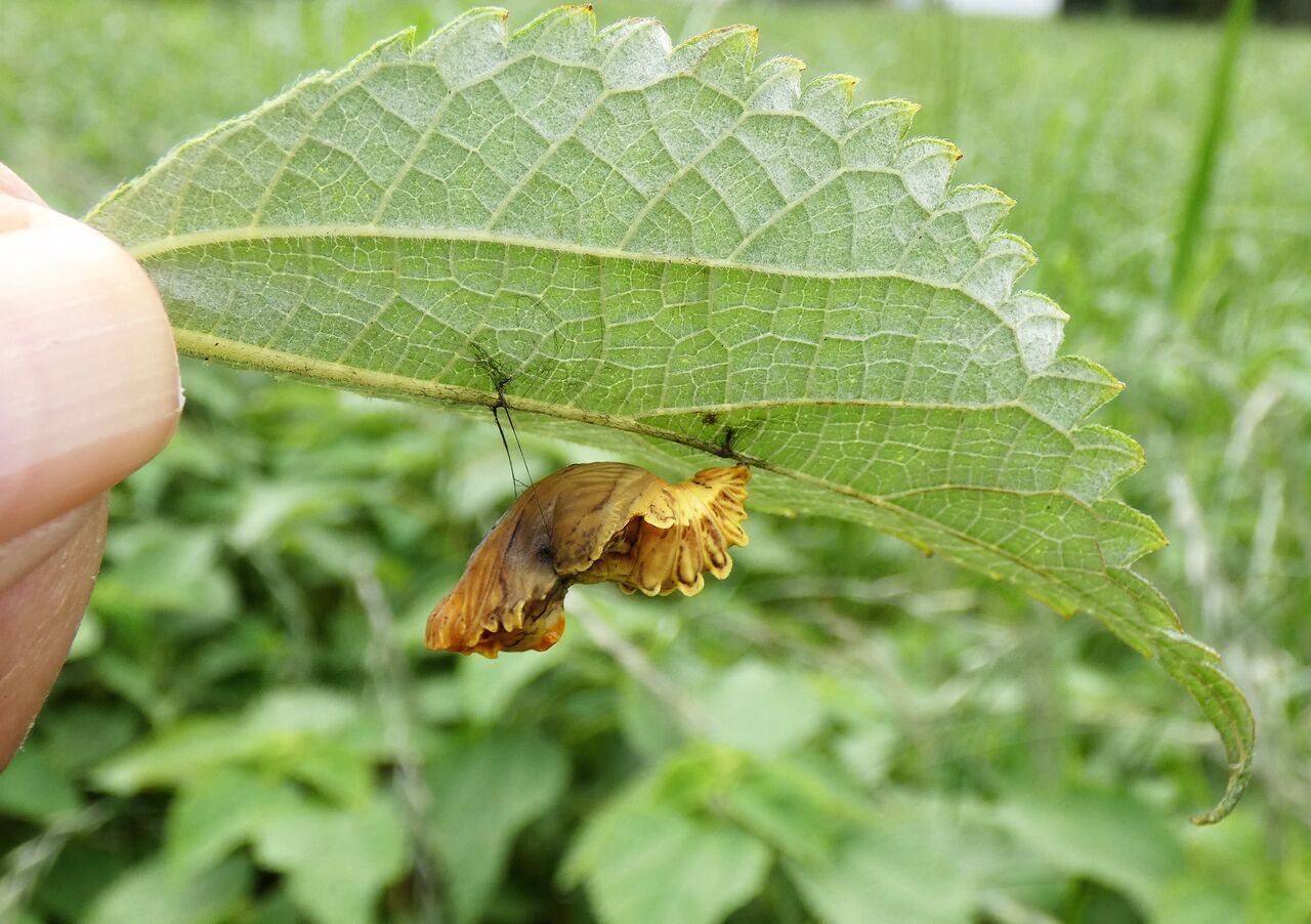 高知のチョウ 土佐料理 旬の鰹がゆく 高知のチョウ 土佐料理 旬の鰹がゆく