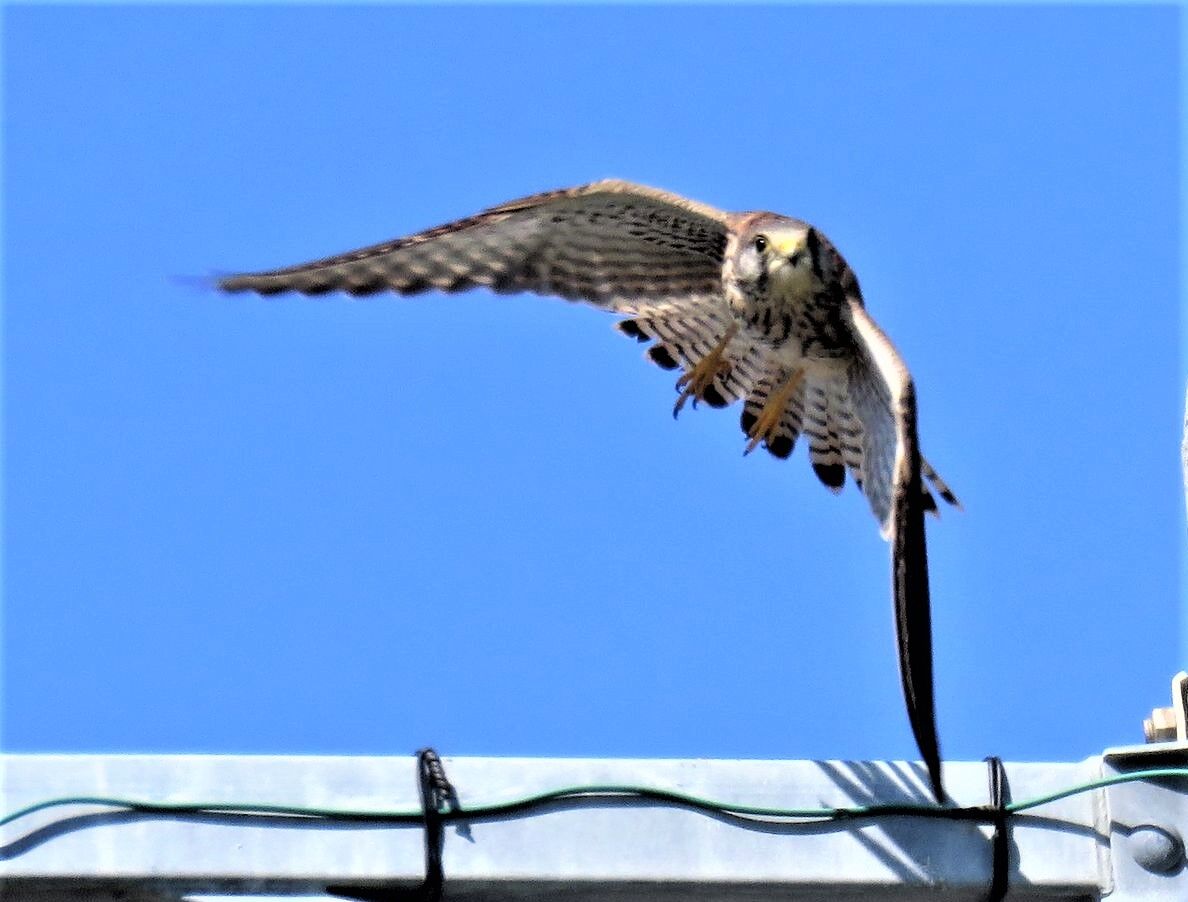 田園のハヤブサ属 チョウゲンボウ 土佐料理 旬の鰹がゆく