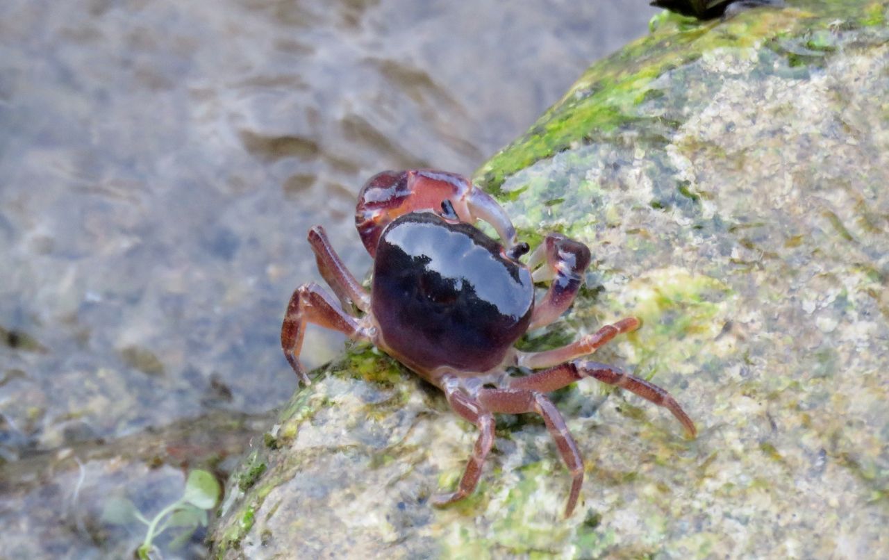 白いサワガニ 土佐料理 旬の鰹がゆく