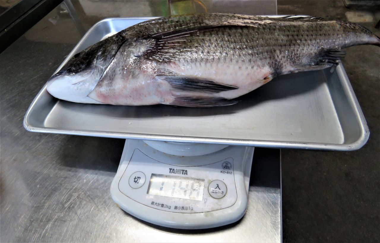旬の逸品鮮魚 黒鯛 チヌ 土佐料理 旬の鰹がゆく 旬の逸品鮮魚 黒鯛 チヌ 土佐料理 旬の鰹がゆく