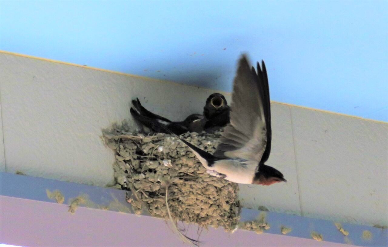 ツバメが夏の渡り鳥でなくなる日 土佐料理 旬の鰹がゆく