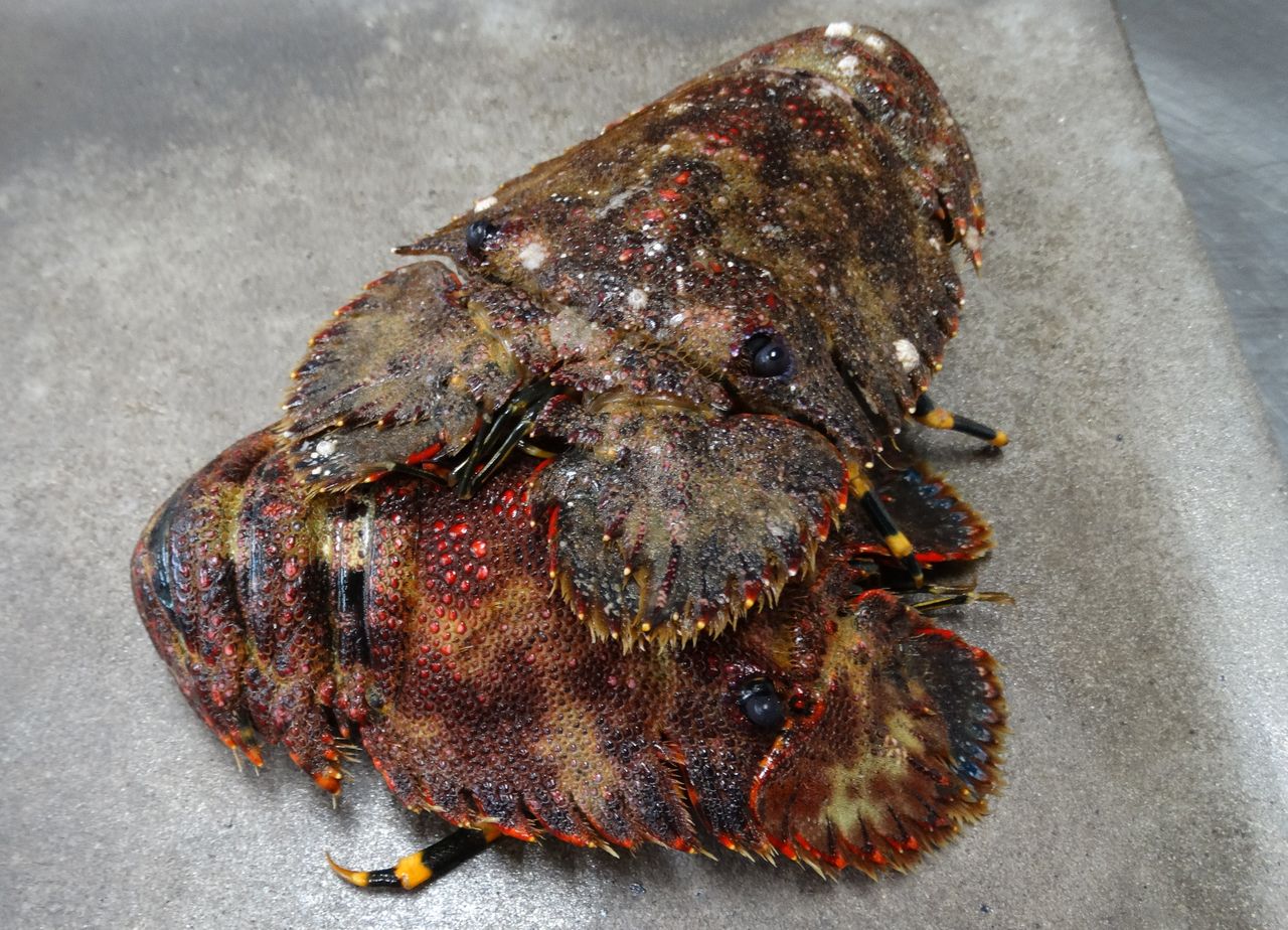 高知の食材 海産物 水産資源 土佐料理 旬の鰹がゆく 高知の食材 海産物 水産資源 土佐料理 旬の鰹がゆく