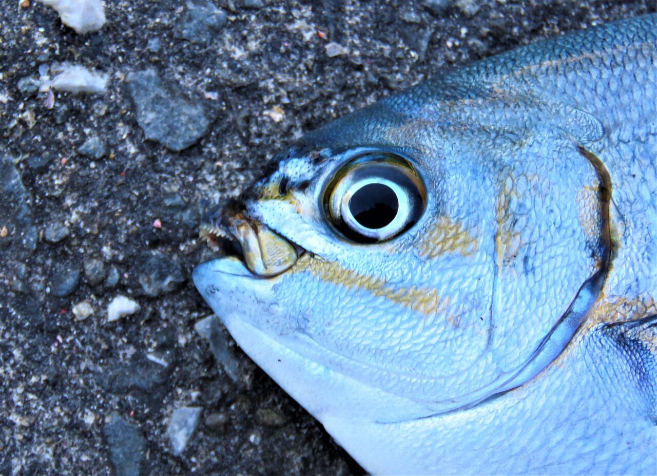 岸壁で釣った旬の磯魚をより美味しくいただく工夫 土佐料理 旬の鰹がゆく 岸壁で釣った旬の磯魚をより美味しくいただく工夫 土佐料理 旬の鰹がゆく