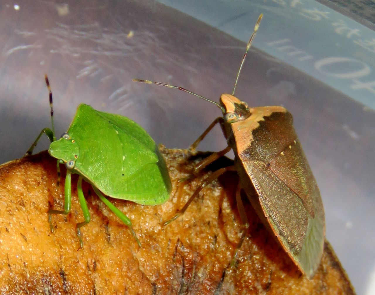 成虫体色変化の謎 土佐料理 旬の鰹がゆく