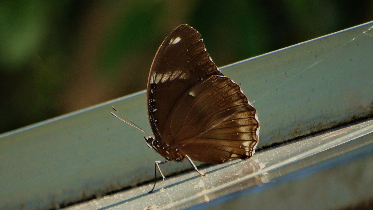 迷蝶？リュウキュウムラサキ発見 | chuuの花ブログ リユウキユウ