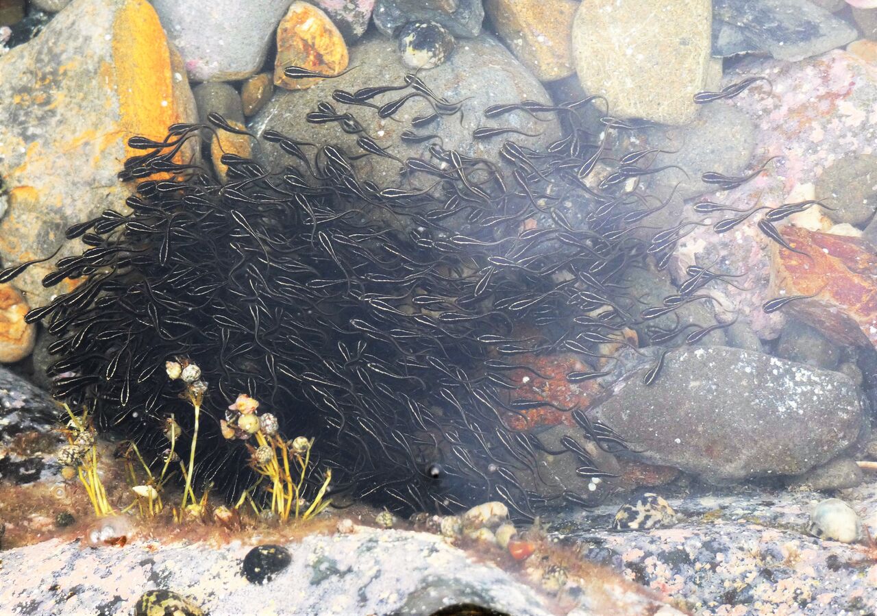 ゴンズイ玉の質量変化 土佐料理 旬の鰹がゆく ゴンズイ玉の質量変化 土佐料理 旬の鰹がゆく
