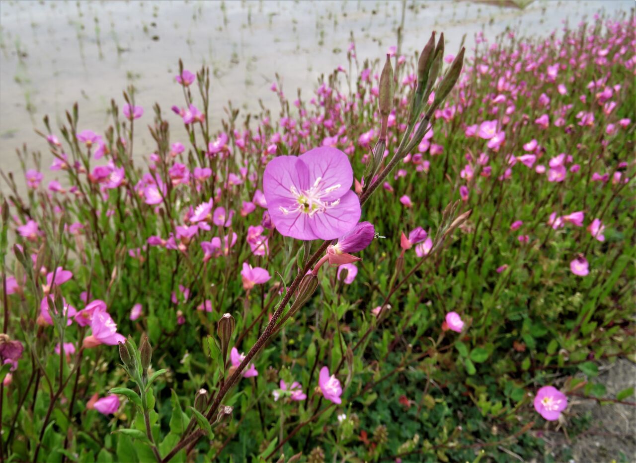水田土手の赤花夕化粧 土佐料理 旬の鰹がゆく 水田土手の赤花夕化粧 土佐料理 旬の鰹がゆく