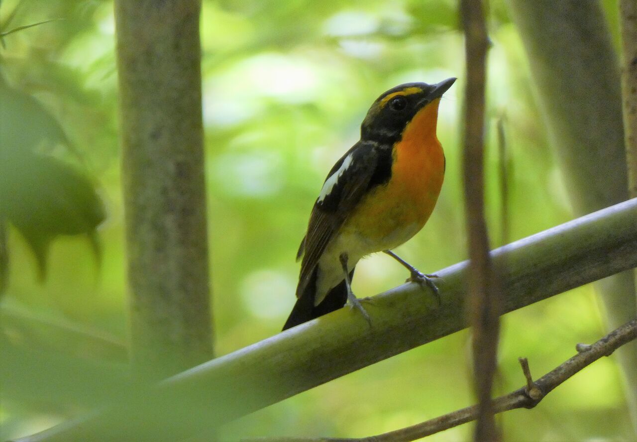 キビタキvsオオルリ幼鳥 土佐料理 旬の鰹がゆく
