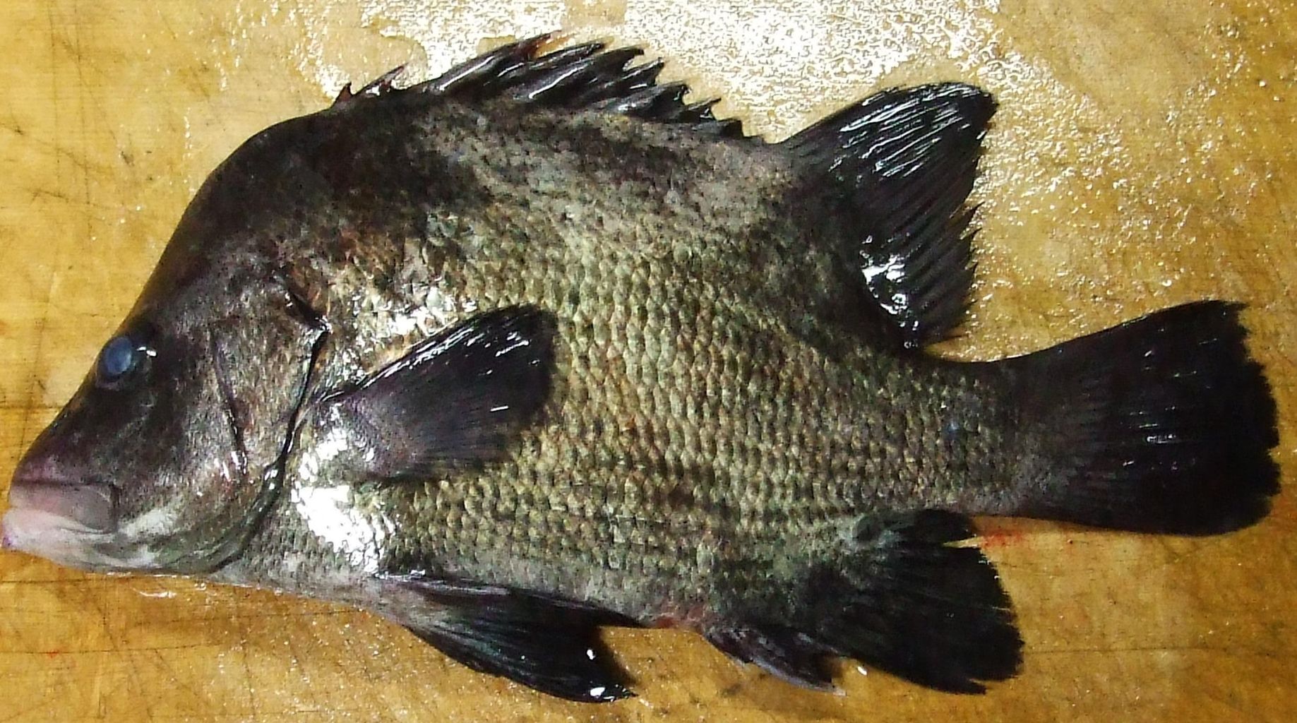 トモモリ 土佐料理 旬の鰹がゆく