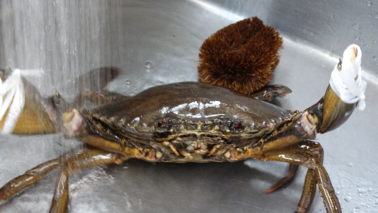 バンザイガニが示す万歳の意味 土佐料理 旬の鰹がゆく