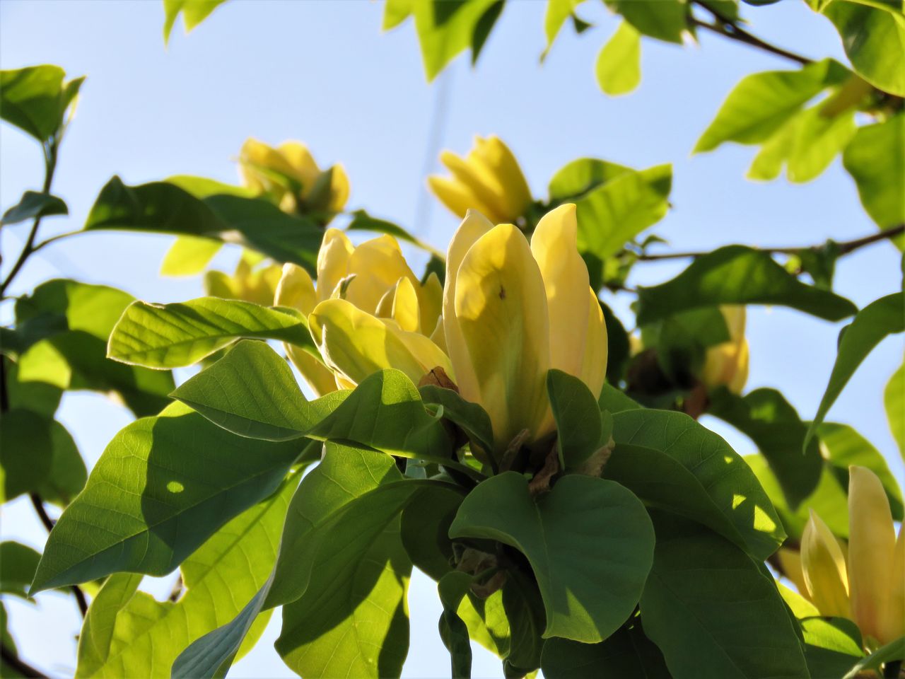 黄花木蓮 土佐料理 旬の鰹がゆく 黄花木蓮 土佐料理 旬の鰹がゆく