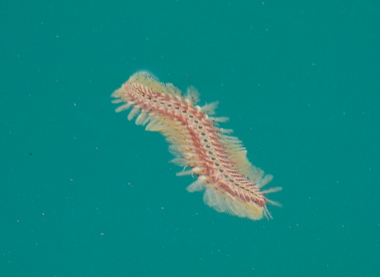 泳げ海毛虫くん（ウミケムシ）そのこころは・・・ : 土佐料理 旬の鰹が