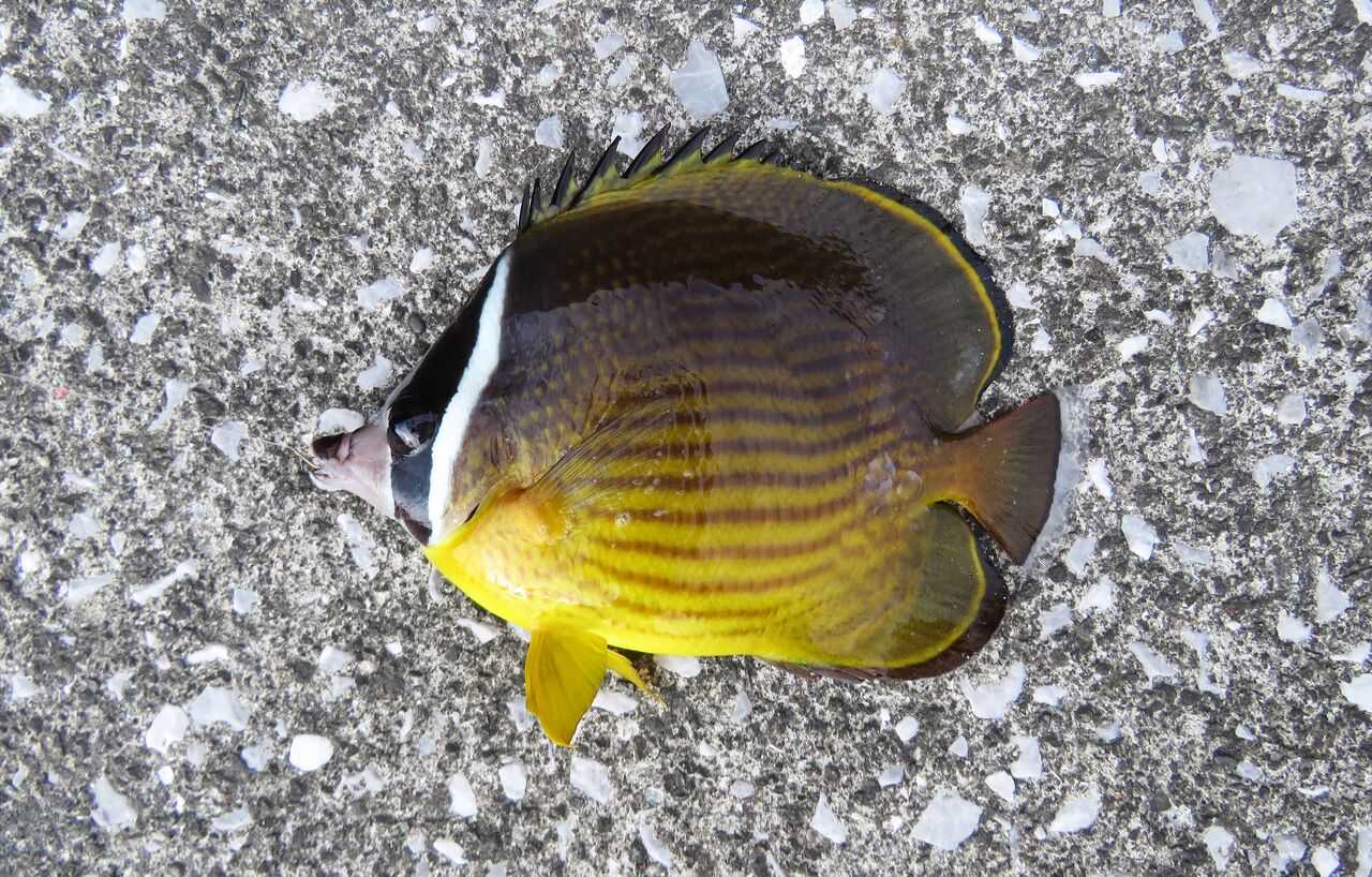 今秋初の防波堤釣り 土佐料理 旬の鰹がゆく