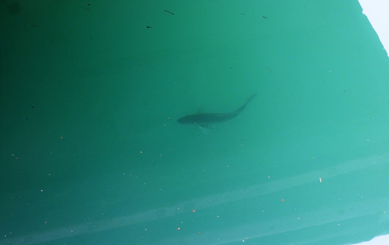 ゴンズイ玉の質量変化 土佐料理 旬の鰹がゆく