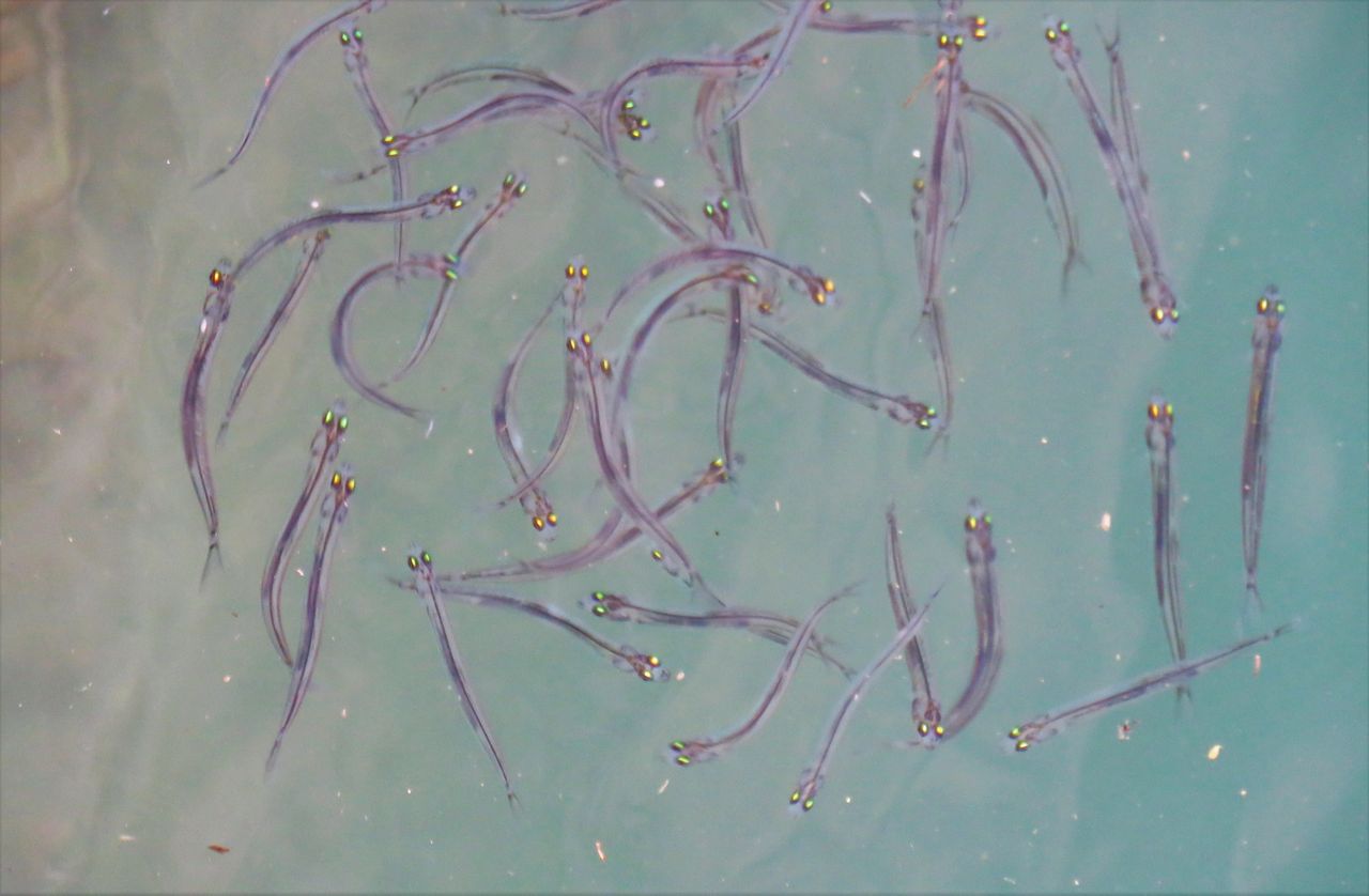 半透明な鮎の稚魚 氷魚 ヒウオ 土佐料理 旬の鰹がゆく 半透明な鮎の稚魚 氷魚 ヒウオ 土佐料理 旬の鰹がゆく