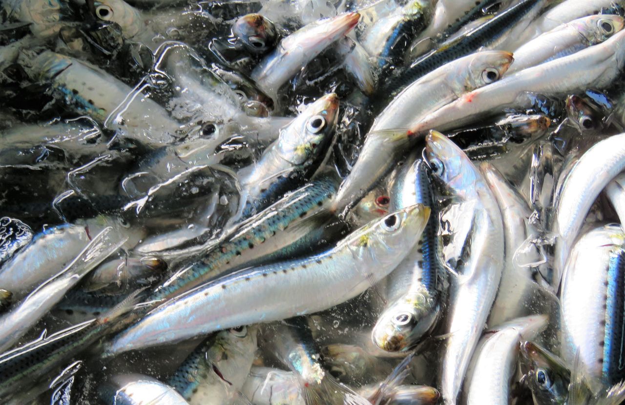 12月室戸の旬魚 Part 冬の青物たち 土佐料理 旬の鰹がゆく