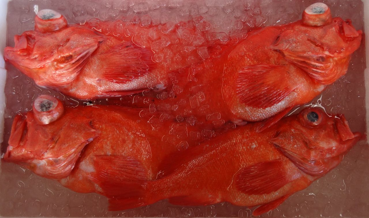 春の鮮魚 室戸編 土佐料理 旬の鰹がゆく