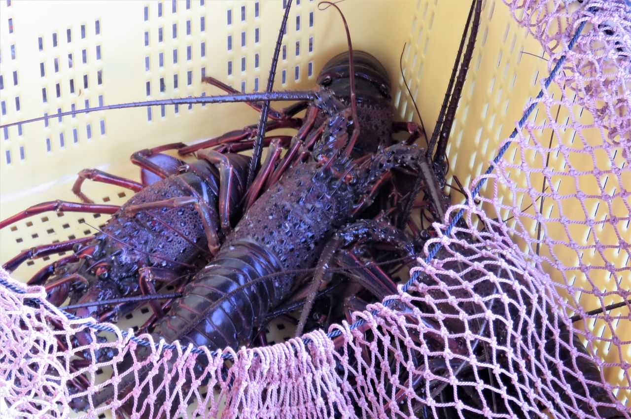 刺網 （エビ網）伊勢エビ,サザエ漁 5セット 店舗ディスプレイにも可