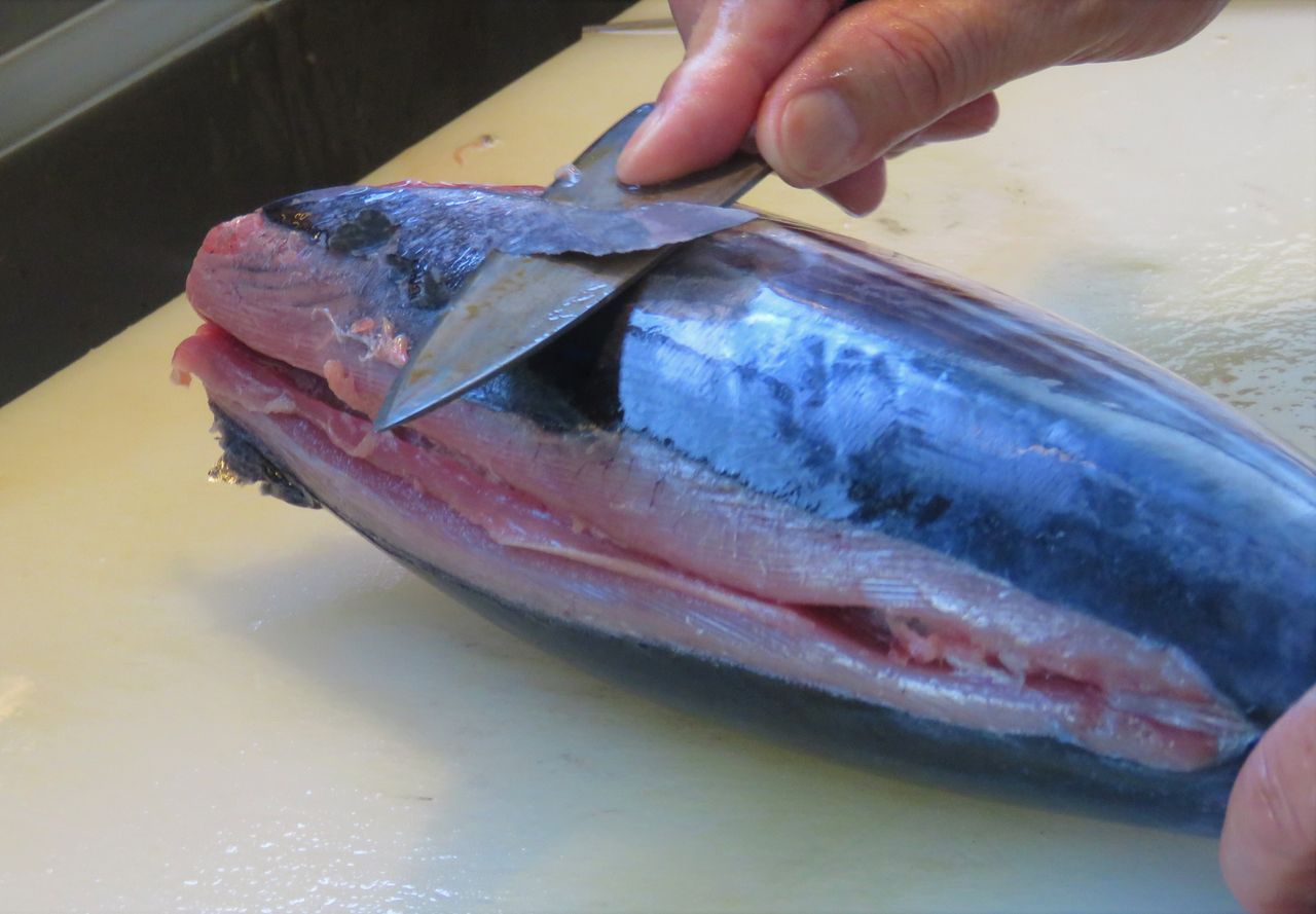 ２０１８年7月の室戸の海 : 土佐料理 旬の鰹がゆく！
