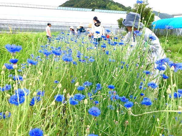 2019.6.23 ハーブ (31)