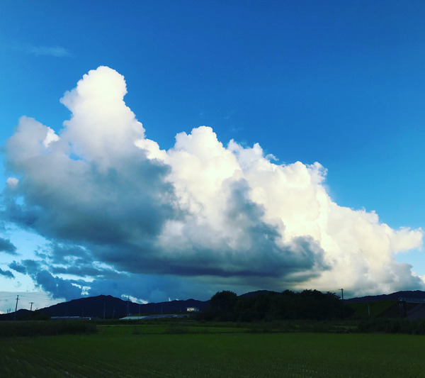 ウォーキング (4)