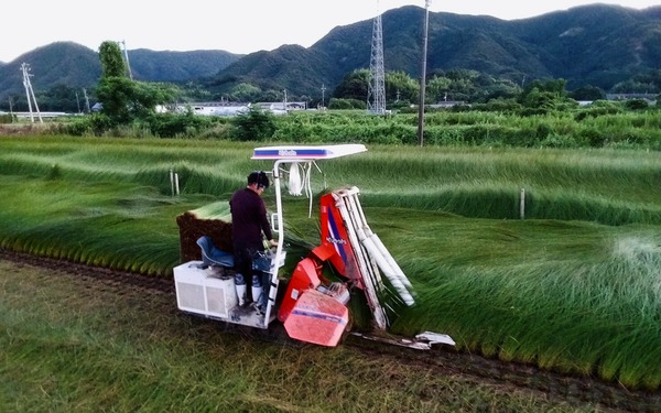 イ草収穫風景2022 (6)