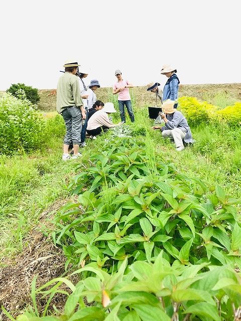 2019.6.23 ハーブ (17)