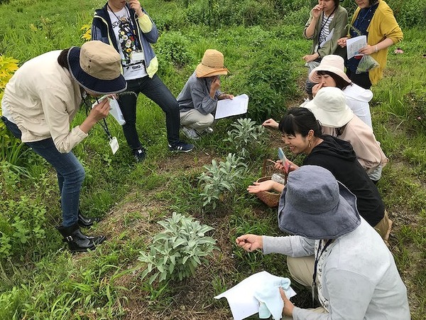 2019.6.23 ハーブ (15)
