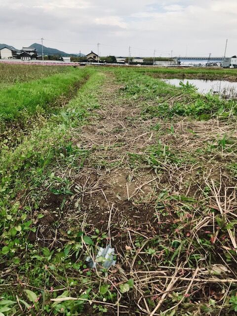 2020.11.8 おさんぽ (12)