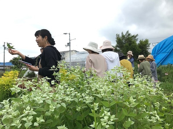 2019.6.23 ハーブ (14)