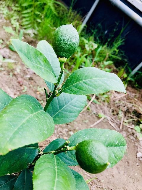 2019.6.23 ハーブ (7)