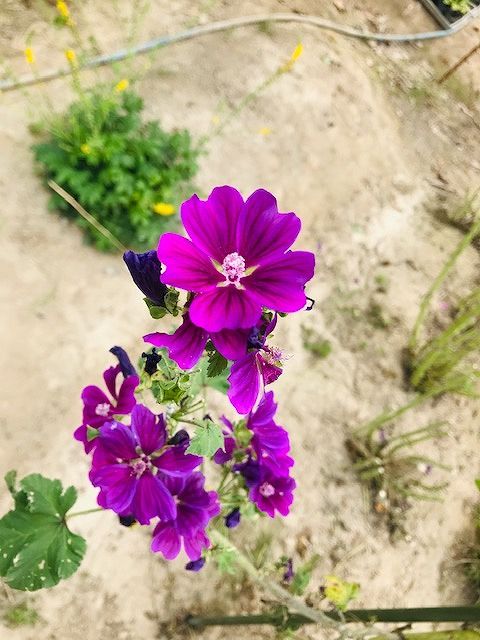 2019.6.23 ハーブ (3)