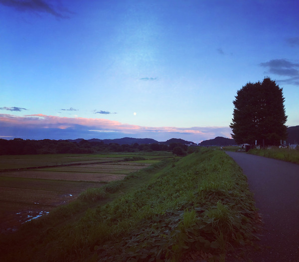 ウォーキング (6)