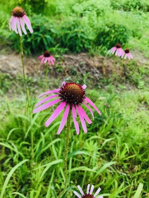2019.6.23 ハーブ (16)