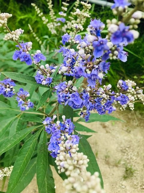2019.6.23 ハーブ (4)