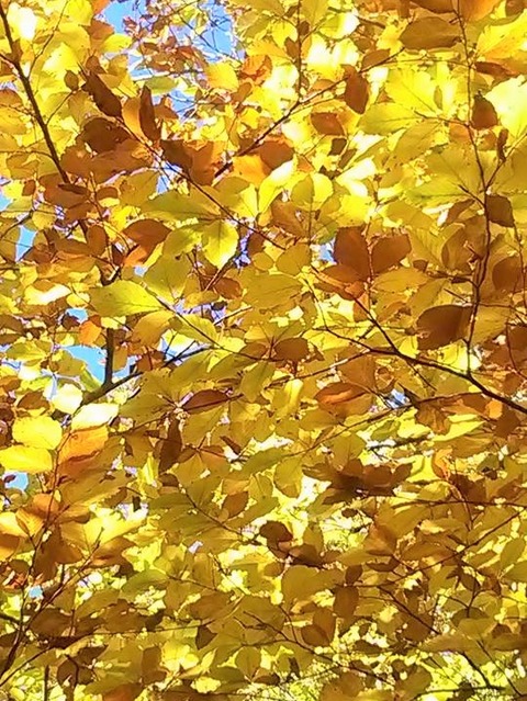 22406552_10209914910004645_1735640701441804763_n-1