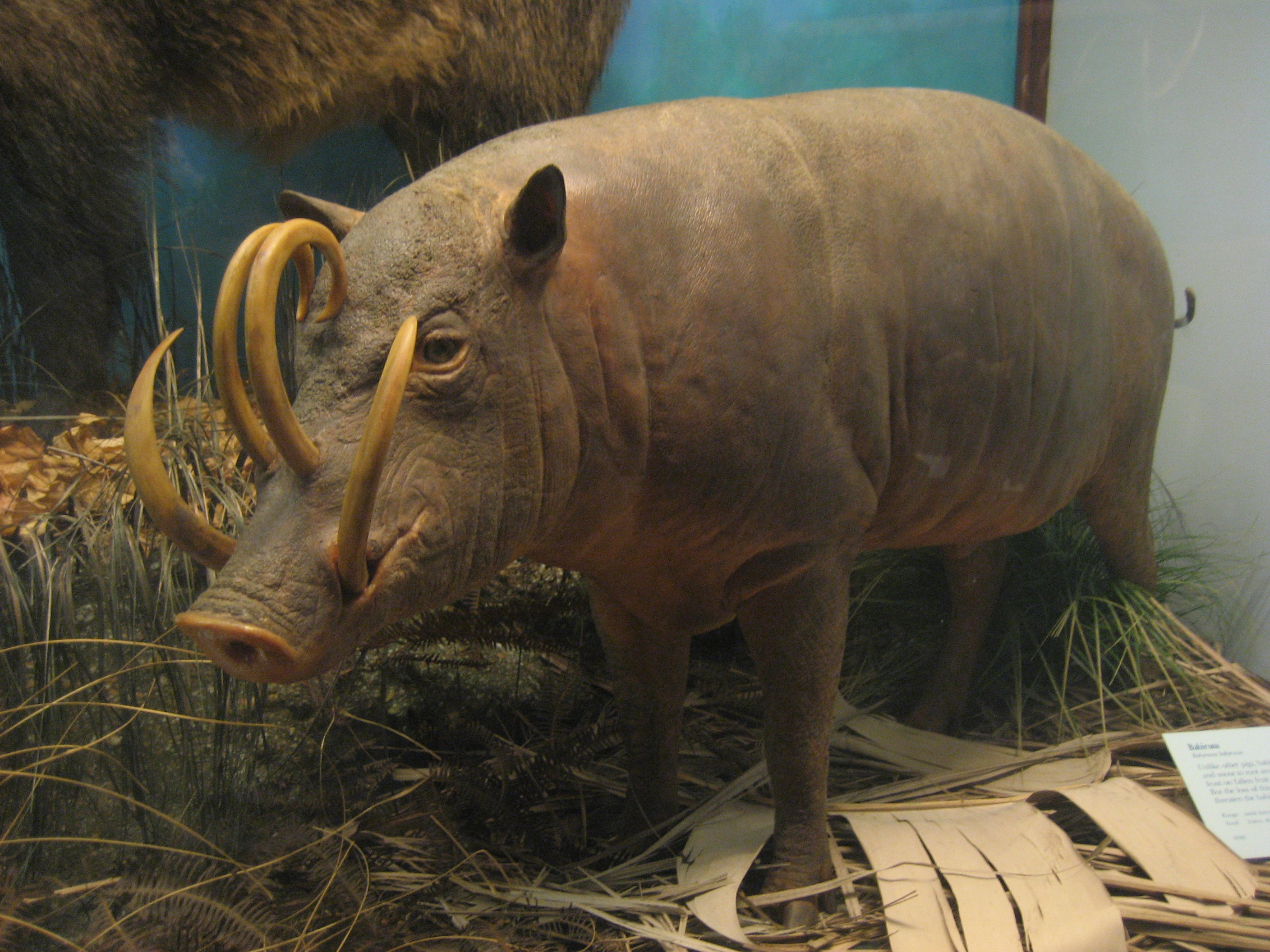 シカゴ観光 2 フィールド自然史博物館 Drucker School Mba日記