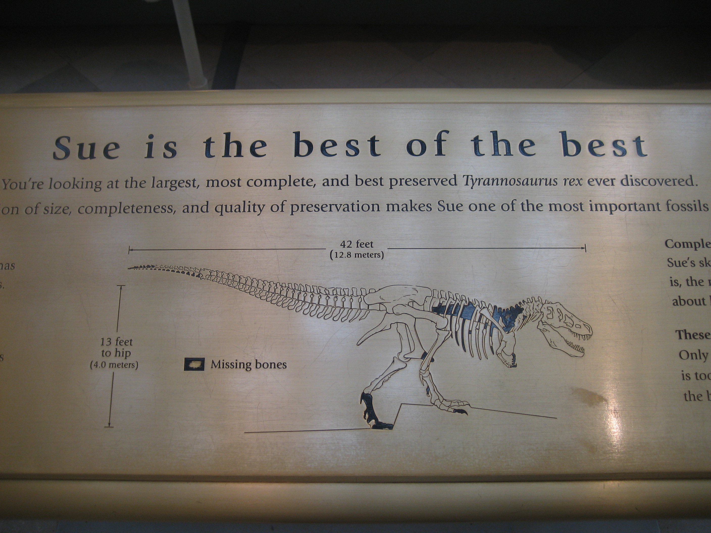 シカゴ観光 2 フィールド自然史博物館 Drucker School Mba日記