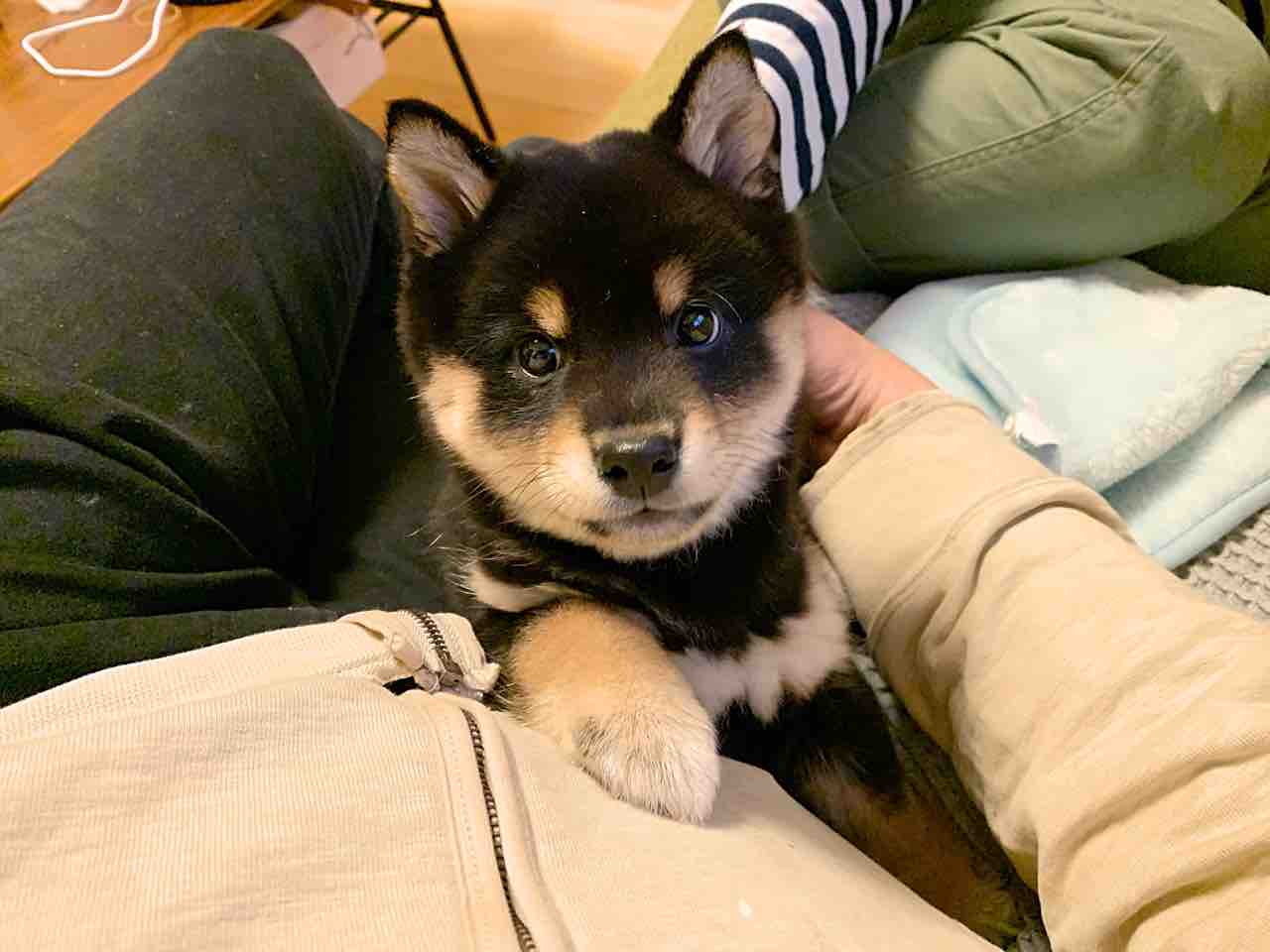 犬のいる生活 ミニとキャブとワタクシ